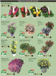 Gazetka promocyjna Vmarkt - Prospekte - Gazetka - ważna od 22.04 do 22.04.2026 - strona 22 - produkty: balkonpflanzen, Garten, gartennelke, petunie, petunien, pflanze, pflanzen, Surf, Ti, topf, übertopf, vita