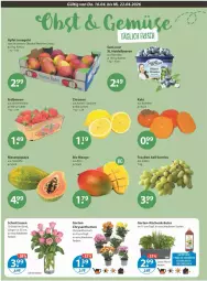Gazetka promocyjna Vmarkt - Prospekte - Gazetka - ważna od 22.04 do 22.04.2026 - strona 4 - produkty: Becher, beere, beeren, bio, chrysanthemen, dünger, erdbeere, erdbeeren, Garten, heidelbeere, heidelbeeren, im 9-cm-topf, Kaki, kräuter, küche, Küchen, mango, Meßmer, natur, obst, Papaya, rosen, Schal, Schale, Ti, topf, trauben, Vase, zitrone, zitronen