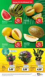 Gazetka promocyjna Lidl - Aktionsprospekt - Gazetka - ważna od 17.06 do 17.06.2023 - strona 9 - produkty: chrysanthemen, discount, eis, elle, galiamelone, honig, honigmelone, melone, pflanze, pflanzen, reis, Ti, topf, wasser, wassermelone, zucker, Zuckermelone