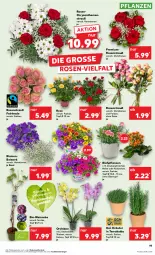 Gazetka promocyjna Kaufland - Prospekt - Gazetka - ważna od 12.06 do 12.06.2024 - strona 19 - produkty: angebot, angebote, bio, Bio-Wein, blume, blumen, chrysanthemen, HP, Kalanchoe, kräuter, orchidee, pflanze, pflanzen, Ria, rosen, Rosenstrauß, Ti, topf, topf ø 12 cm, übertopf, wein, zauberglöckchen