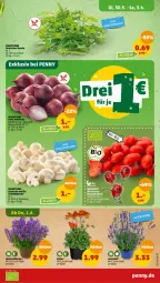 Gazetka promocyjna Penny - Prospekte - Gazetka - ważna od 03.06 do 03.06.2023 - strona 3 - produkty: blume, champignon, champignons, cola, Elan, Rote Zwiebel, rucola, Schal, Schale, topf, zwiebel, zwiebeln