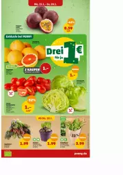 Gazetka promocyjna Penny - Prospekte - Gazetka - ważna od 20.01 do 20.01.2024 - strona 4 - produkty: frucht, papier, Papiertüte, pflanze, topf, Tüte