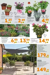Gazetka promocyjna  - Gazetka - ważna od 25.07 do 25.07.2026 - strona 3 - produkty: aust, beispielabbildung, Blüte, eis, elle, Hauswurz, Holz, HP, käfer, latte, lounge-set, rosen, Sempervivum, sessel, Sofa, sonnensegel, stauden, Ti, tisch, tischplatte, topf, uv-schutz