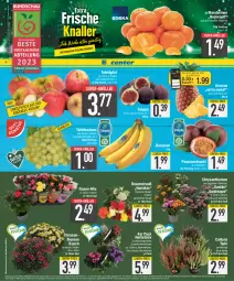 Gazetka promocyjna E Center - Angebote der Woche - Gazetka - ważna od 16.09 do 16.09.2023 - strona 2 - produkty: Abtei, Alpenveilchen, ananas, Astra, banane, bananen, chrysanthemen, coupon, deka, Draht, eis, ente, Feigen, frucht, Garten, lebensmittel, mandarine, mandarinen, nuss, obst, passionsfrucht, pflanze, pflanzen, reis, ring, rosen, Rosenstrauß, speyer, Stiegl, super-knüller, tafeläpfel, tafeltrauben, Ti, topf, trauben, usb, wagner, Wild