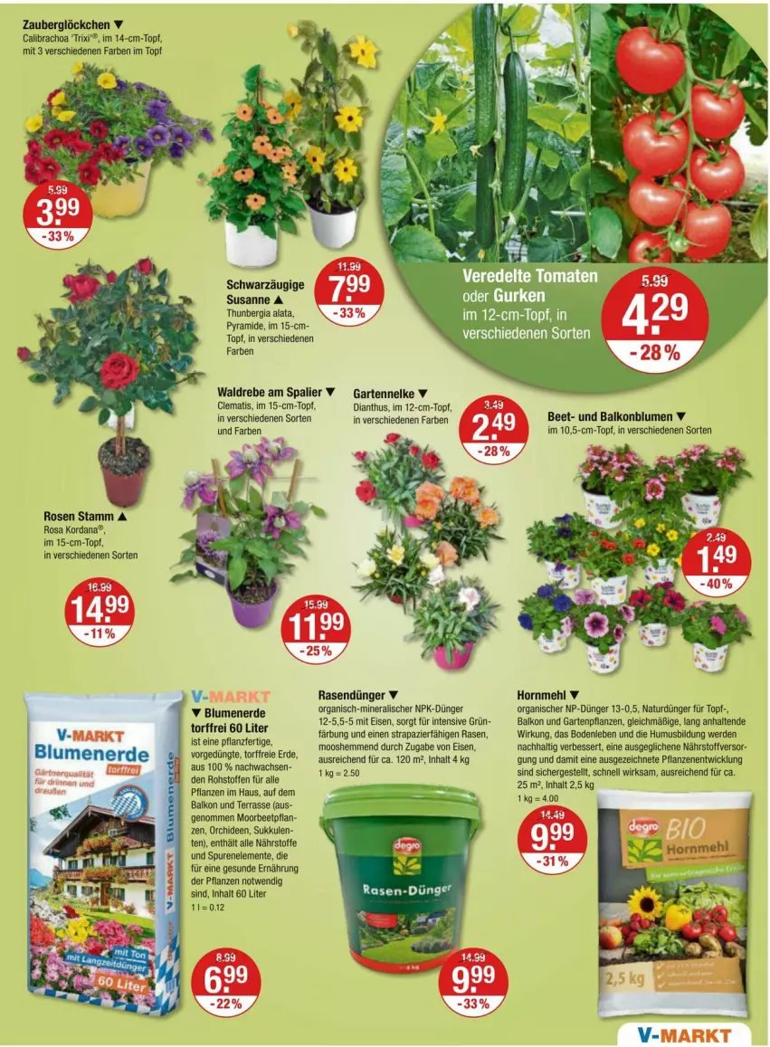 Aktueller Prospekt Vmarkt - Prospekte - von 18.04 bis 24.04.2024 - strona 19 - produkty: blume, blumen, blumenerde, calibrachoa, dünger, eis, ente, erde, Garten, gartennelke, Gartenpflanze, mehl, natur, orchidee, orchideen, pflanze, pflanzen, rasen, rasendünger, rosen, Ti, topf, usb, WICK, zauberglöckchen