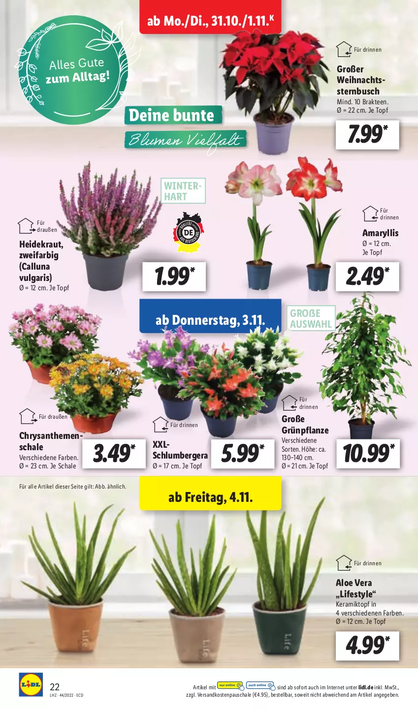 Aktueller Prospekt Lidl - Aktionsprospekt - von 31.10 bis 05.11.2022 - strona 22 - produkty: aloe vera, Berger, chrysanthemen, Heidekraut, Kraut, LG, ndk, pflanze, Schal, Schale, tee, Ti, topf, Weihnachtsstern