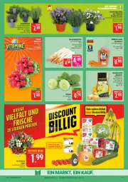 Gazetka promocyjna Marktkauf - Prospekt - Gazetka - ważna od 28.03 do 28.03.2026 - strona 9 - produkty: Campanula, deka, discount, eis, elle, feinschmecker, kartoffel, kartoffeln, kohlrabi, kräuter, lavendel, möhren, regal, reis, rosmarin, snack, spargel, speisekartoffeln, Ti, topf, vita, Vitamine, ZTE