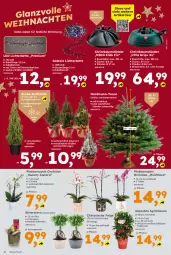 Gazetka promocyjna  - Gazetka - ważna od 20.12 do 20.12.2025 - strona 2 - produkty: Bau, blume, dimmer, Ficus, gin, Holz, Kette, Kinder, LED Lichterkette, lichterkette, orchidee, phalaenopsis, ritter, Ti, timer, topf, Ultra Grip, wasser, wassertank, zucker