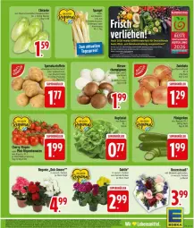 Gazetka promocyjna Edeka - Prospekte - Gazetka - ważna od 30.05 do 30.05.2026 - strona 5 - produkty: Abtei, angebot, angebote, Begonie, dahlie, deka, eis, lebensmittel, leine, obst, reis, rosen, Rosenstrauß, topf