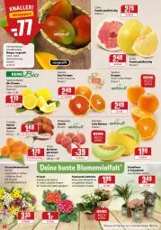 Gazetka promocyjna Rewe - Diese Woche im Angebot! - Gazetka - ważna od 15.01 do 15.01.2022 - strona 2 - produkty: aktionspreis, aprikose, aprikosen, bio, blume, blumen, Blüte, chrysanthemen, Datteln, eis, fleisch, galia melonen, HP, korb, lamm, mango, mangos, melone, melonen, orange, orangen, pflanze, pflanzen, Pomelo, Primeln, reis, Ti, topf, zitrone, zitronen