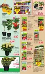 Gazetka promocyjna Jawoll - Prospekte - Gazetka - ważna od 07.05 do 07.05.2022 - strona 6 - produkty: auer, Bau, Bauer, beetpflanzen, blume, blumen, blumenerde, dünger, eis, erde, Gemüsedünger, Gemüseerde, geranie, gurke, gurken, hortensie, HP, Kraut, kräuter, Kugel, paprika, Pelargonium, peperoni, Peroni, petunie, petunien, pflanze, pflanzen, reis, rind, rindenmulch, rinder, sac, Spezi, Ti, tomate, tomaten, topf, zauberglöckchen, zucchini, zwiebel, zwiebeln