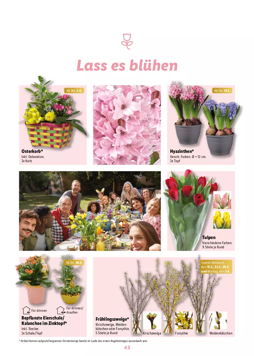 Aktueller Prospekt Lidl - Ostermagazin - von 12.03 bis 08.04.2023 - strona 43 - produkty: angebot, dekoration, eier, Kalanchoe, Kätzchen, kirsch, korb, Schal, Schale, Ti, topf, ZTE