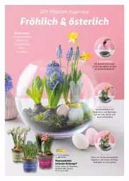 Gazetka promocyjna Lidl - Ostermagazin - Gazetka - ważna od 08.04 do 08.04.2023 - strona 42 - produkty: blume, blumen, blumenerde, erde, Kugel, kulturtopf, Narzissen, pflanze, pflanzen, Rauch, topf, Vase, zwiebel, zwiebeln