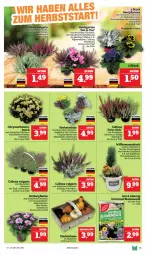 Gazetka promocyjna Marktkauf - Prospekt - Gazetka - ważna od 28.09 do 28.09.2024 - strona 11 - produkty: Alpenveilchen, pflanze, pflanzen, topf