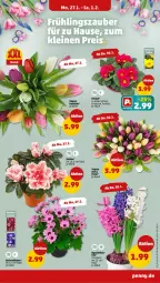 Gazetka promocyjna Penny - Prospekte - Gazetka - ważna od 01.02 do 01.02.2025 - strona 7 - produkty: blume, Schal, Schale, topf