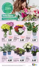 Gazetka promocyjna Lidl - Aktionsprospekt - Gazetka - ważna od 05.08 do 05.08.2023 - strona 51 - produkty: angebot, eis, Garten, hortensie, HP, pflanze, pflanzen, reis, Schal, Schale, Sempervivum, Ti, topf, ZTE