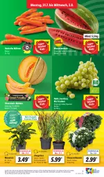 Gazetka promocyjna Lidl - Aktionsprospekt - Gazetka - ważna od 05.08 do 05.08.2023 - strona 9 - produkty: bio, chrysanthemen, discount, eis, elle, melone, möhren, monster, Monstera, pflanze, pflanzen, reis, Ti, topf, trauben, wasser, wassermelone