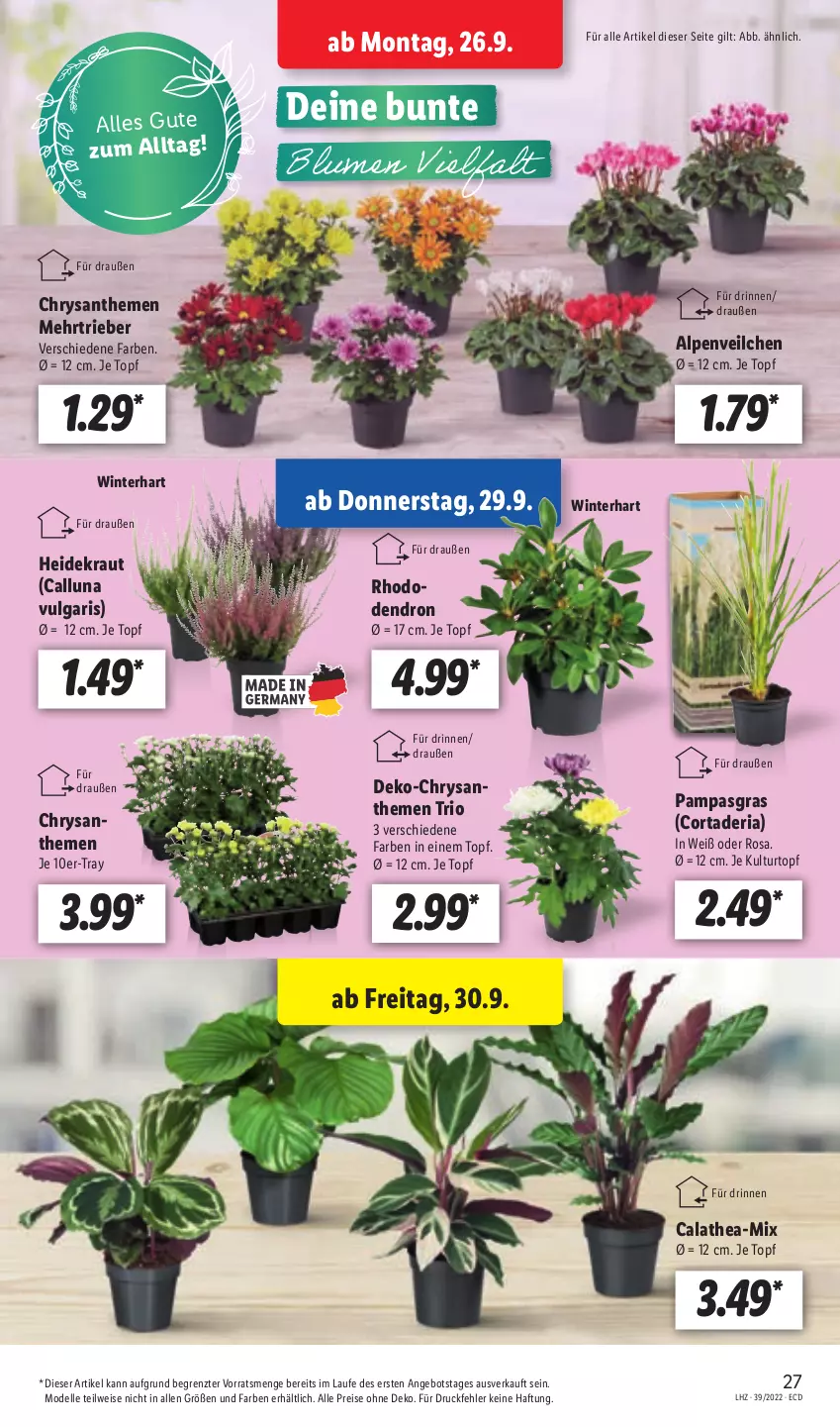 Aktueller Prospekt Lidl - Aktionsprospekt - von 26.09 bis 01.10.2022 - strona 27 - produkty: Alpenveilchen, angebot, chrysanthemen, dell, eis, elle, Heidekraut, Kraut, kulturtopf, LG, Mode, reis, Ria, Thea, Ti, topf, ZTE