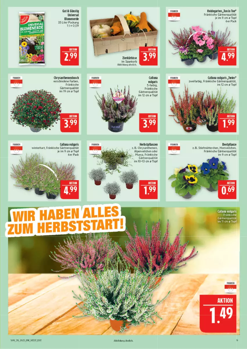 Aktueller Prospekt Marktkauf - Prospekt - von 21.09 bis 27.09.2025 - strona 9 - produkty: Alpenveilchen, blume, blumen, blumenerde, chrysanthemen, erde, Garten, korb, Kürbis, LG, pflanze, pflanzen, Ti, topf