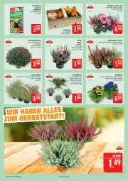Gazetka promocyjna Marktkauf - Prospekt - Gazetka - ważna od 27.09 do 27.09.2025 - strona 9 - produkty: Alpenveilchen, blume, blumen, blumenerde, chrysanthemen, erde, Garten, korb, Kürbis, LG, pflanze, pflanzen, Ti, topf
