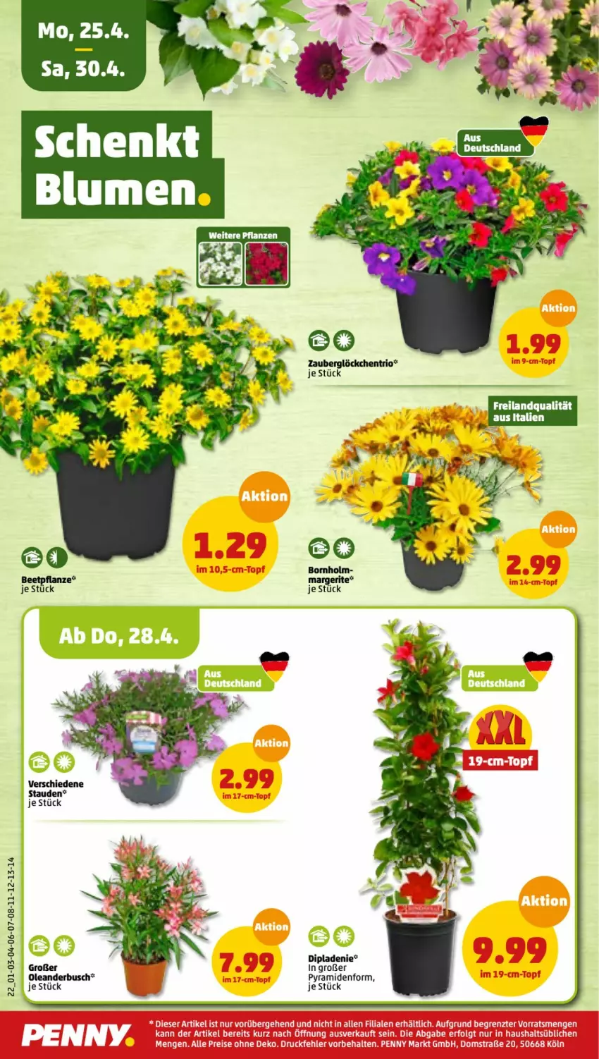 Aktueller Prospekt Penny - Prospekte - von 25.04 bis 30.04.2022 - strona 22 - produkty: dip, stauden, zauberglöckchen