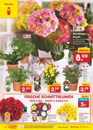 Gazetka promocyjna Netto Marken-Discount - Filial-Angebote - Gazetka - ważna od 13.08 do 13.08.2022 - strona 12 - produkty: blume, blumen, chrysanthemen, eimer, eis, Grünpflanzen, hortensie, hortensien, ndk, pflanze, pflanzen, reis, rosen, Ti, topf, versandkostenfrei