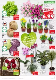 Gazetka promocyjna Kaufland - Gazetka - ważna od 26.01 do 26.01.2022 - strona 15 - produkty: ananas, angebot, angebote, elle, orchidee, pflanze, pflanzen, rote bete, rotkohl, salat, Ti, topf, topf ø 12 cm, trauben, übertopf, Weißkohl