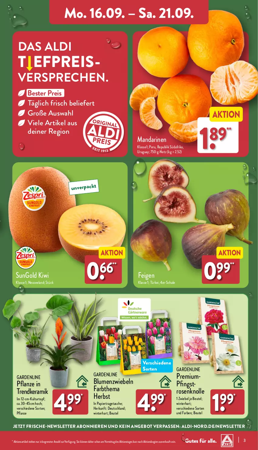 Aktueller Prospekt Aldi Nord - Von Montag - von 16.09 bis 21.09.2024 - strona 3 - produkty: aldi, angebot, beutel, blume, blumen, eis, Elan, Feigen, gin, kiwi, kulturtopf, mandarine, mandarinen, ndk, papier, Pfingstrosen, pflanze, reis, rosen, Schal, Schale, Tasche, Ti, topf, tragetasche, ZTE, zwiebel, zwiebeln