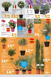 Gazetka promocyjna  - Gazetka - ważna od 06.04 do 06.04.2024 - strona 3 - produkty: Abba, asti, Bau, bio, Blüte, Container, dip, dipladenia, frucht, hama, kokos, lavendel, mit frucht, olive, oliven, pflanze, SANTE, Ti, topf