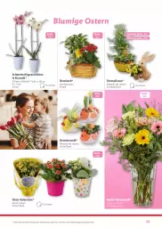 Gazetka promocyjna Lidl - Fantastische Ostermomente - Gazetka - ważna od 01.04 do 01.04.2024 - strona 39 - produkty: angebot, dekoration, eier, eis, Kalanchoe, korb, Mett, orchidee, orchideen, pflanze, Schal, Schale, Schmetterling, schmetterlingsorchidee, Ti, topf, ZTE