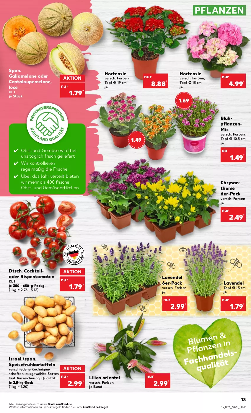 Aktueller Prospekt Kaufland - von 30.06 bis 06.07.2022 - strona 13 - produkty: angebot, angebote, blume, cocktail, eis, Frühkartoffeln, galiamelone, hortensie, HP, kartoffel, kartoffeln, lavendel, melone, obst, Obst und Gemüse, pflanze, pflanzen, rispentomaten, sac, speisefrühkartoffeln, Ti, tomate, tomaten, topf, trolli, und gemüse