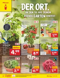 Gazetka promocyjna Netto Marken-Discount - Filial-Angebote - Gazetka - ważna od 20.05 do 20.05.2023 - strona 24 - produkty: aubergine, beere, beeren, bestpreis, Blüte, brombeere, chili, eis, Garten, gin, gurke, heidelbeere, himbeer, himbeere, hot chili, kopfsalat, Kürbis, ndk, orchidee, paprika, pflanze, pflanzen, reis, rosen, salat, Schal, Schale, Sempervivum, snack, Ti, tomate, topf