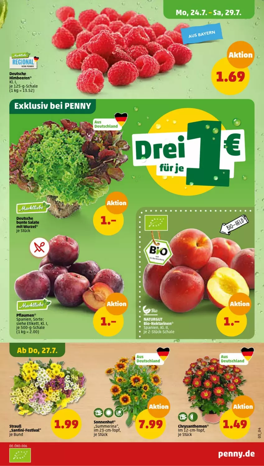 Aktueller Prospekt Penny - Prospekte - von 24.07 bis 29.07.2023 - strona 3 - produkty: beere, beeren, chrysanthemen, himbeer, himbeere, himbeeren, Schal, Schale, Ti, topf