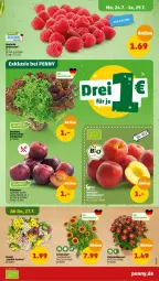 Gazetka promocyjna Penny - Prospekte - Gazetka - ważna od 29.07 do 29.07.2023 - strona 3 - produkty: beere, beeren, chrysanthemen, himbeer, himbeere, himbeeren, Schal, Schale, Ti, topf