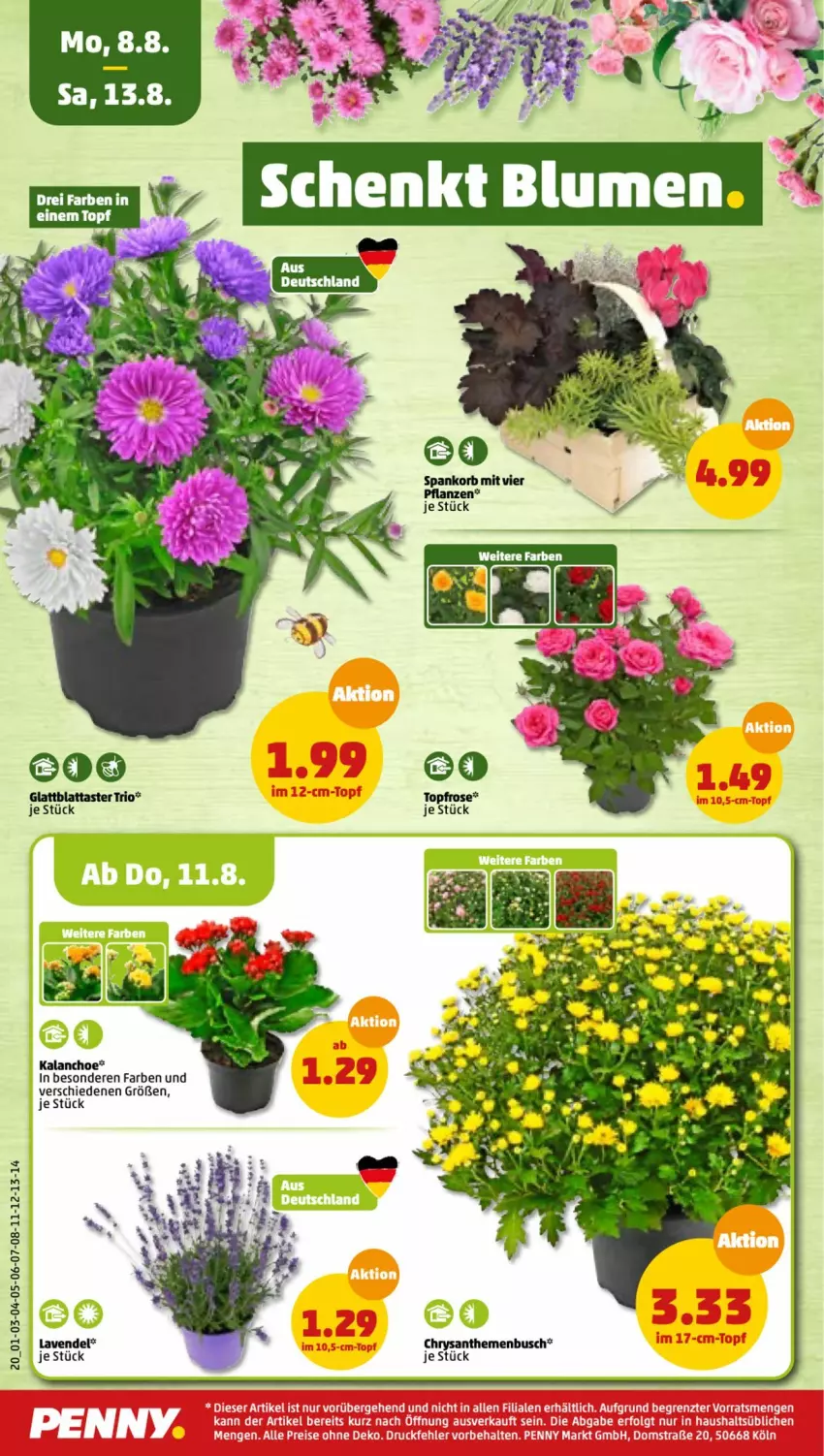 Aktueller Prospekt Penny - Prospekte - von 08.08 bis 13.08.2022 - strona 20 - produkty: chrysanthemen, Kalanchoe, korb, lavendel, pflanze, pflanzen, topf