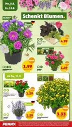 Gazetka promocyjna Penny - Prospekte - Gazetka - ważna od 13.08 do 13.08.2022 - strona 20 - produkty: chrysanthemen, Kalanchoe, korb, lavendel, pflanze, pflanzen, topf