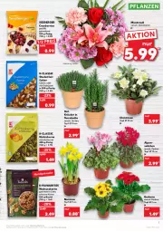 Gazetka promocyjna Kaufland - Gazetka - ważna od 05.01 do 05.01.2022 - strona 7 - produkty: Alpenveilchen, angebot, angebote, Berger, beutel, cranberries, eis, ente, erdnüsse, erdnüssen, Gerber, kräuter, Kürbis, kürbiskerne, natur, nuss, pflanze, pflanzen, reis, Ria, seeberger, studentenfutter, Ti, topf, topf ø 12 cm, walnuss, walnusskerne