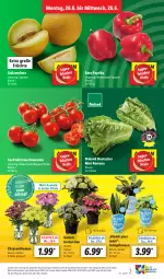 Gazetka promocyjna Lidl - Aktionsprospekt - Gazetka - ważna od 01.07 do 01.07.2023 - strona 5 - produkty: bio, bioland, chrysanthemen, cocktail, cocktails, discount, eis, früchte, galiamelone, Garten, Grünpflanzen, hortensie, hortensien, LG, melone, paprika, pflanze, pflanzen, Rauch, reis, strauchtomaten, Ti, tomate, tomaten, topf, Yo