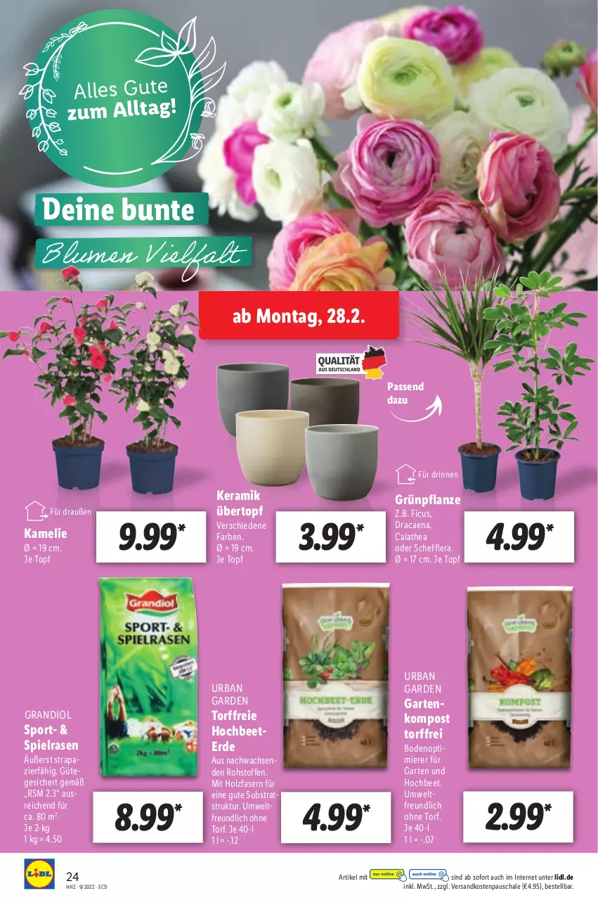 Aktueller Prospekt Lidl - Aktionsprospekt - von 28.02 bis 05.03.2022 - strona 24 - produkty: erde, Ficus, Garten, Holz, ndk, pflanze, rasen, Schal, Schale, Sport, Thea, Ti, topf, übertopf