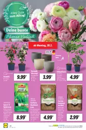 Gazetka promocyjna Lidl - Aktionsprospekt - Gazetka - ważna od 05.03 do 05.03.2022 - strona 24 - produkty: erde, Ficus, Garten, Holz, ndk, pflanze, rasen, Schal, Schale, Sport, Thea, Ti, topf, übertopf