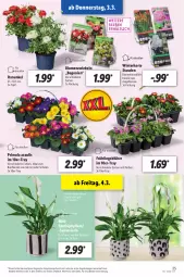 Gazetka promocyjna Lidl - Aktionsprospekt - Gazetka - ważna od 05.03 do 05.03.2022 - strona 25 - produkty: angebot, Begonie, blume, blumen, dell, eis, elle, Mode, pflanze, pflanzen, reis, Ria, Schal, Schale, stauden, Ti, topf, ZTE, zwiebel, zwiebeln