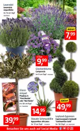 Gazetka promocyjna Bauhaus - Prospekte - Gazetka - ważna od 29.05 do 29.05.2022 - strona 6 - produkty: blume, Campanula, im 9-cm-topf, lavendel, Schmuck, Ti, topf, Wella