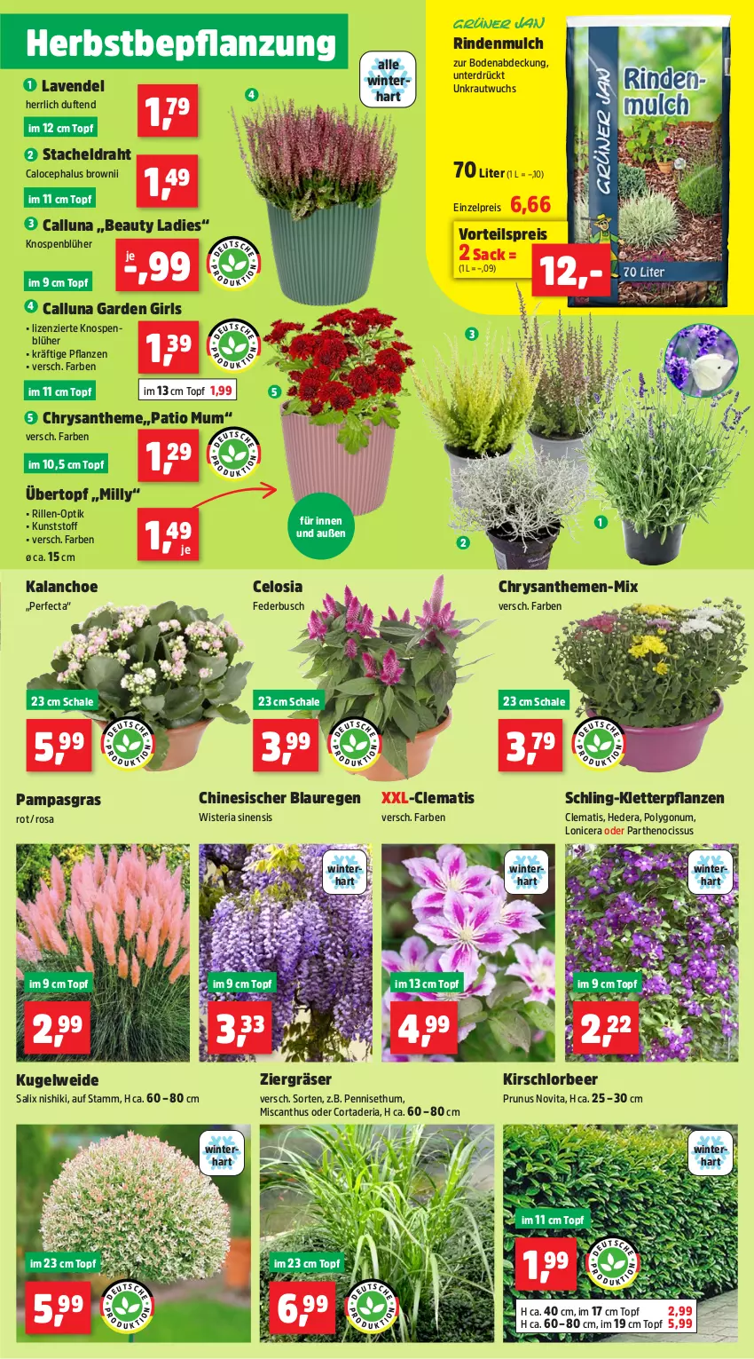 Aktueller Prospekt Thomas Philipps - von 09.09 bis 14.09.2024 - strona 3 - produkty: abis, blume, blumen, Blüte, braun, chrysanthemen, Draht, dünger, eis, ente, erde, flüssigdünger, Garten, Gartenschere, Grünpflanzen, Kalanchoe, kirsch, Kraut, Kugel, lavendel, Löffel, magnesium, milch, Narzissen, natur, pflanze, pflanzen, Rauch, reis, Ria, rind, rindenmulch, rinder, rosen, sac, salz, Schal, Schale, Schere, Spezi, Ti, topf, trauben, übertopf, usb, vita, vorteilspreis, wasser, zwiebel, zwiebeln