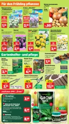 Gazetka promocyjna Thomas Philipps - Gazetka - ważna od 14.09 do 14.09.2024 - strona 2 - produkty: abis, blume, blumen, Blüte, braun, chrysanthemen, Draht, dünger, eis, ente, erde, flüssigdünger, Garten, Gartenschere, Grünpflanzen, Kalanchoe, kirsch, Kraut, Kugel, lavendel, Löffel, magnesium, milch, Narzissen, natur, pflanze, pflanzen, Rauch, reis, Ria, rind, rindenmulch, rinder, rosen, sac, salz, Schal, Schale, Schere, Spezi, Ti, topf, trauben, übertopf, usb, vita, vorteilspreis, wasser, zwiebel, zwiebeln