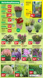 Gazetka promocyjna Thomas Philipps - Gazetka - ważna od 14.09 do 14.09.2024 - strona 3 - produkty: abis, blume, blumen, Blüte, braun, chrysanthemen, Draht, dünger, eis, ente, erde, flüssigdünger, Garten, Gartenschere, Grünpflanzen, Kalanchoe, kirsch, Kraut, Kugel, lavendel, Löffel, magnesium, milch, Narzissen, natur, pflanze, pflanzen, Rauch, reis, Ria, rind, rindenmulch, rinder, rosen, sac, salz, Schal, Schale, Schere, Spezi, Ti, topf, trauben, übertopf, usb, vita, vorteilspreis, wasser, zwiebel, zwiebeln