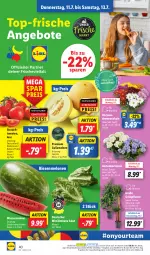 Gazetka promocyjna Lidl - Aktionsprospekt - Gazetka - ważna od 13.07 do 13.07.2024 - strona 52 - produkty: angebot, angebote, chrysanthemen, coupon, eis, galiamelone, Garten, hortensie, LG, melone, melonen, ndk, pflanze, Rauch, reis, salat, Schal, Schale, strauchtomaten, Ti, tomate, tomaten, topf, wasser, wassermelone