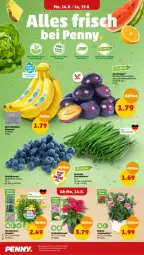 Gazetka promocyjna Penny - Prospekte - Gazetka - ważna od 19.08 do 19.08.2023 - strona 2 - produkty: banane, bananen, beere, beeren, bohne, bohnen, Buschbohnen, champignon, champignons, eis, heidelbeere, heidelbeeren, reis, Romatomaten, Schal, Schale, stauden, Ti, tomate, tomaten, topf, ZTE