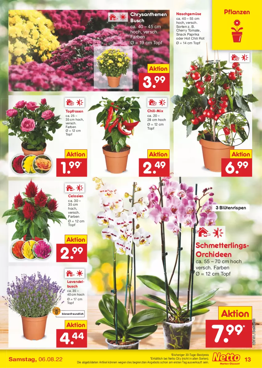 Aktueller Prospekt Netto Marken-Discount - Filial-Angebote - von 01.08 bis 06.08.2022 - strona 13 - produkty: angebot, bestpreis, Blüte, chili, chrysanthemen, eis, hot chili, lavendel, Mett, orchidee, orchideen, paprika, pflanze, pflanzen, reis, rosen, Schmetterling, schmetterlingsorchidee, snack, Ti, tomate, topf, ZTE