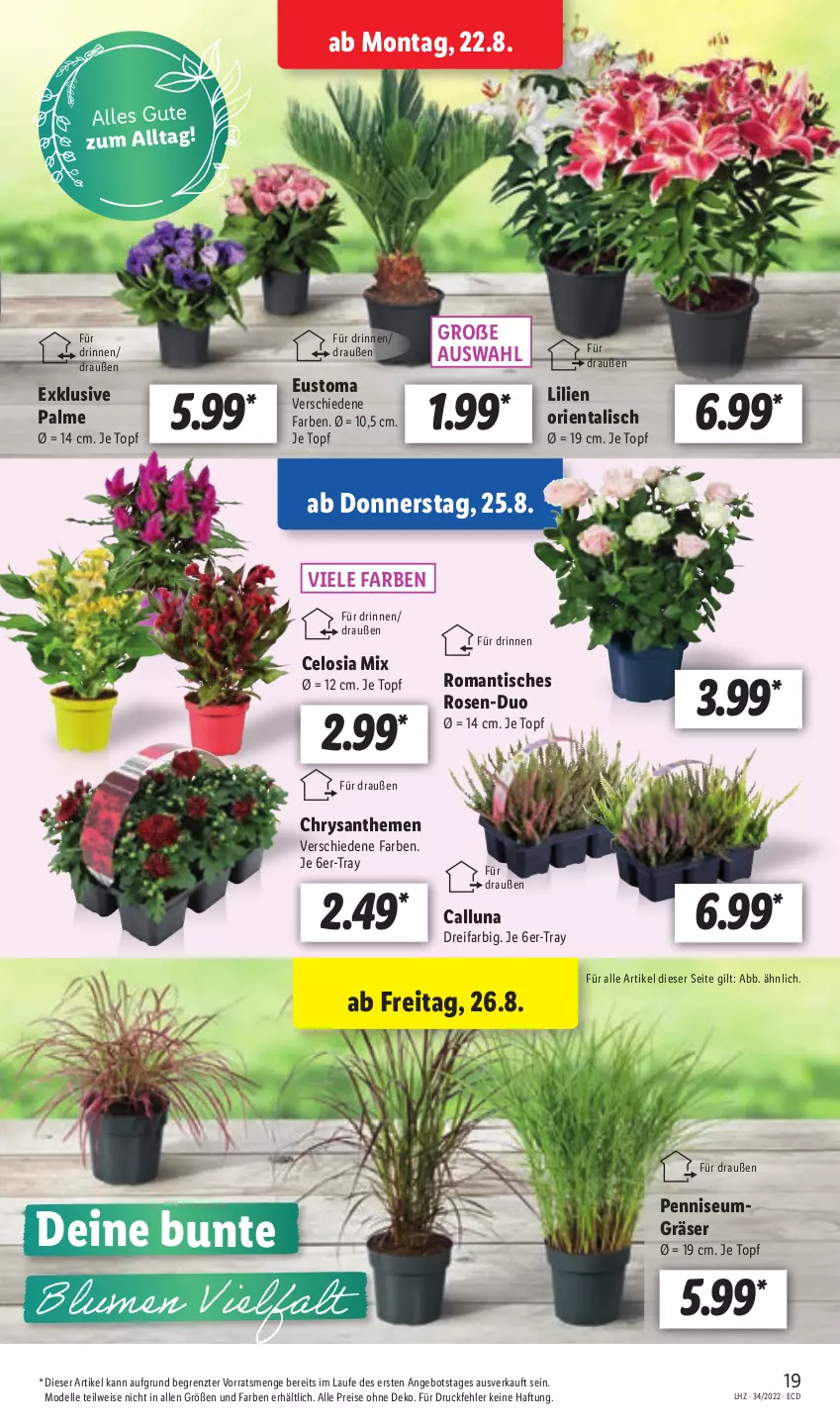 Aktueller Prospekt Lidl - Aktionsprospekt - von 22.08 bis 27.08.2022 - strona 19 - produkty: angebot, chrysanthemen, dell, eis, elle, Mode, reis, rosen, Ti, tisch, topf, ZTE