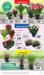 Gazetka promocyjna Lidl - Aktionsprospekt - Gazetka - ważna od 27.08 do 27.08.2022 - strona 19 - produkty: angebot, chrysanthemen, dell, eis, elle, Mode, reis, rosen, Ti, tisch, topf, ZTE